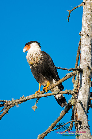 Crested Caracara