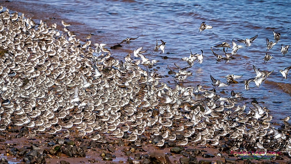 Evangeline Beach Peeps 2024 1019