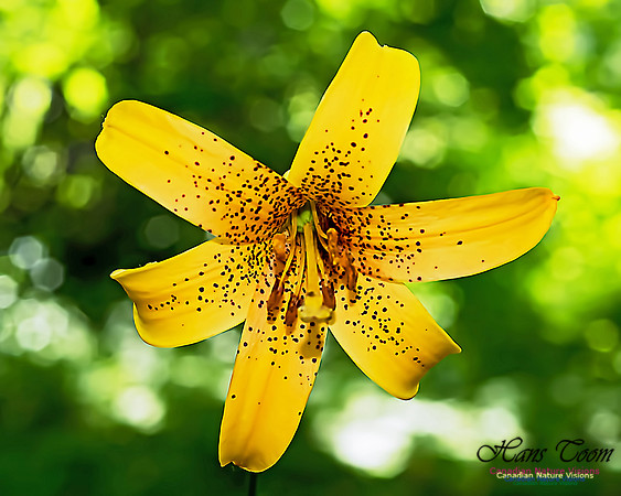 Canada Lily 210A