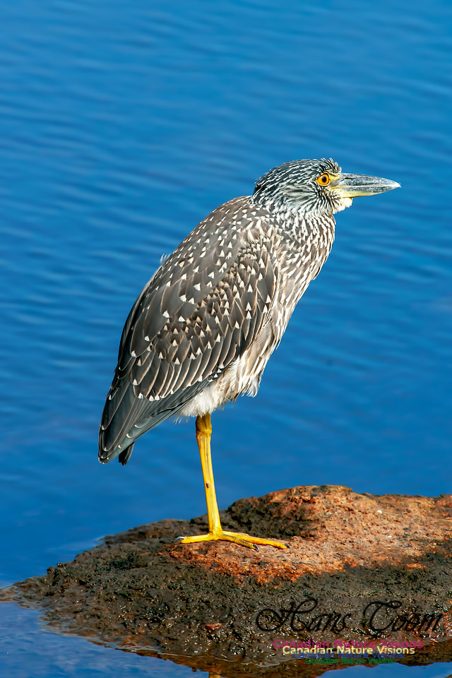 Yellow-crowned Night Heron B1