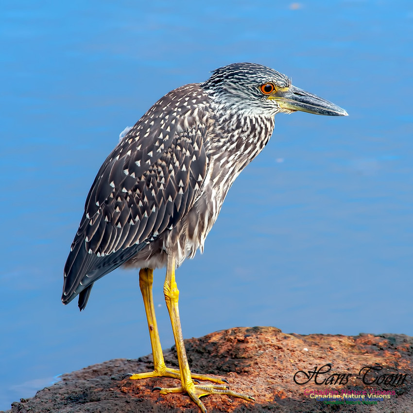 Yellow-crowned Night Heron B2