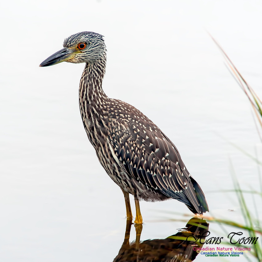 Yellow-crowned Night Heron B12