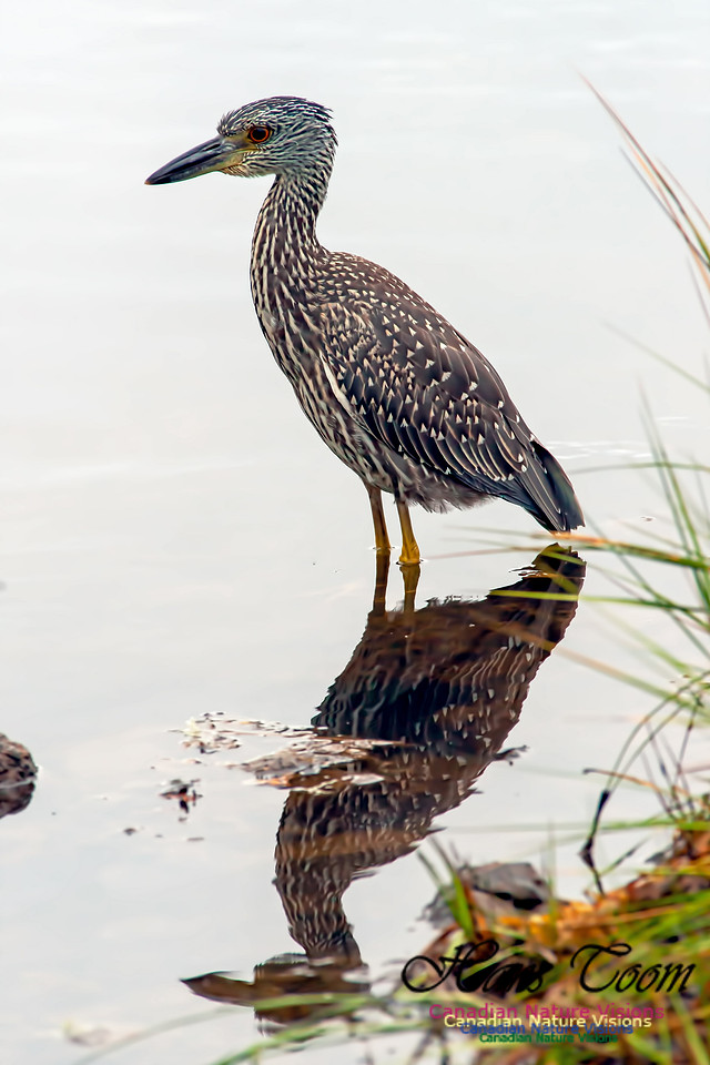 Yellow-crowned Night Heron B10
