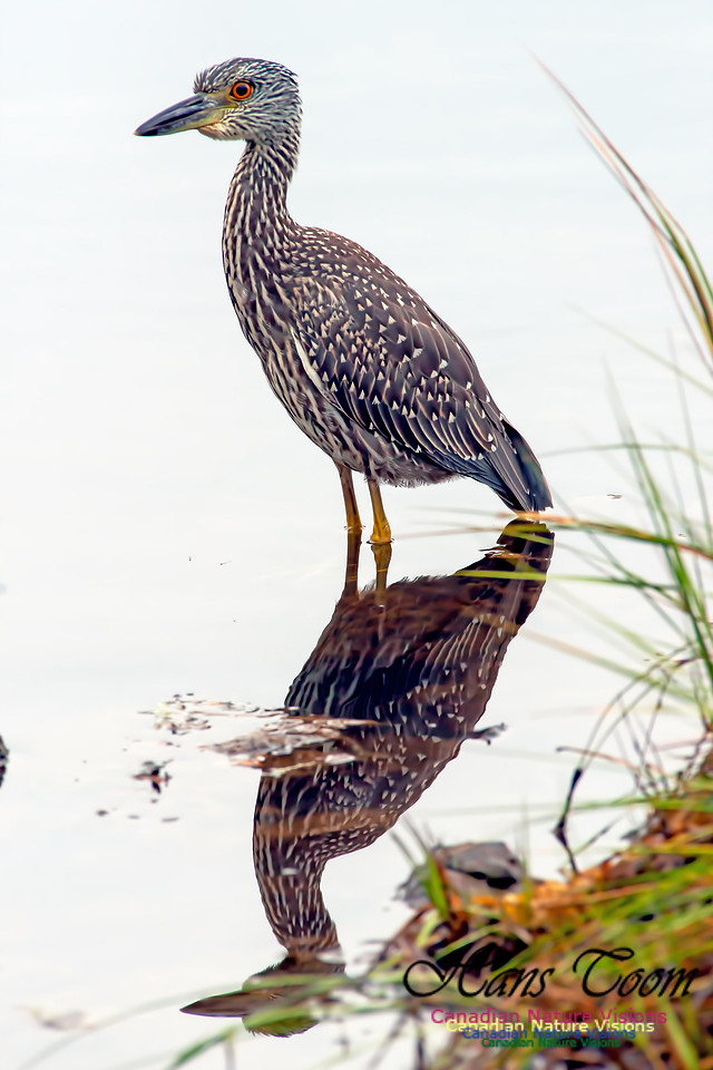 Yellow-crowned Night Heron B11