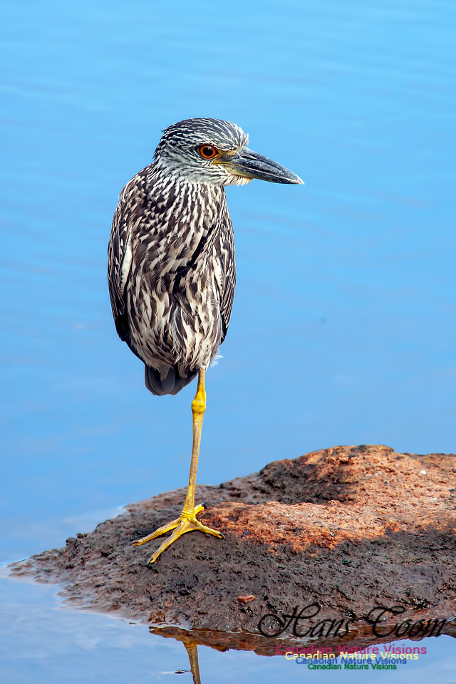 Yellow-crowned Night Heron B3