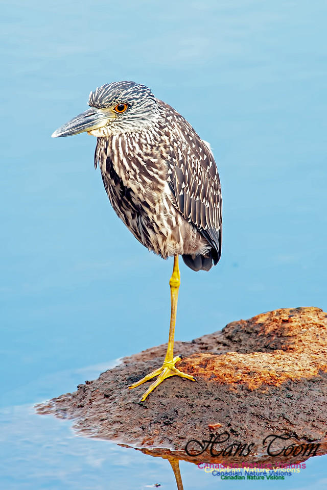 Yellow-crowned Night Heron B4