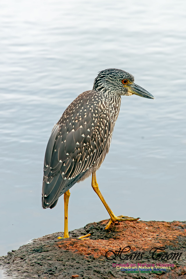 Yellow-crowned Night Heron B5