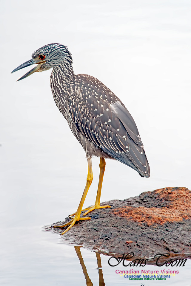 Yellow-crowned Night Heron B6