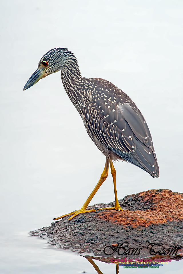 Yellow-crowned Night Heron B7