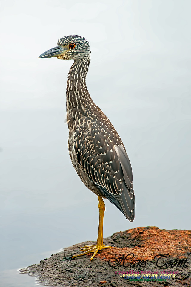 Yellow-crowned Night Heron B8