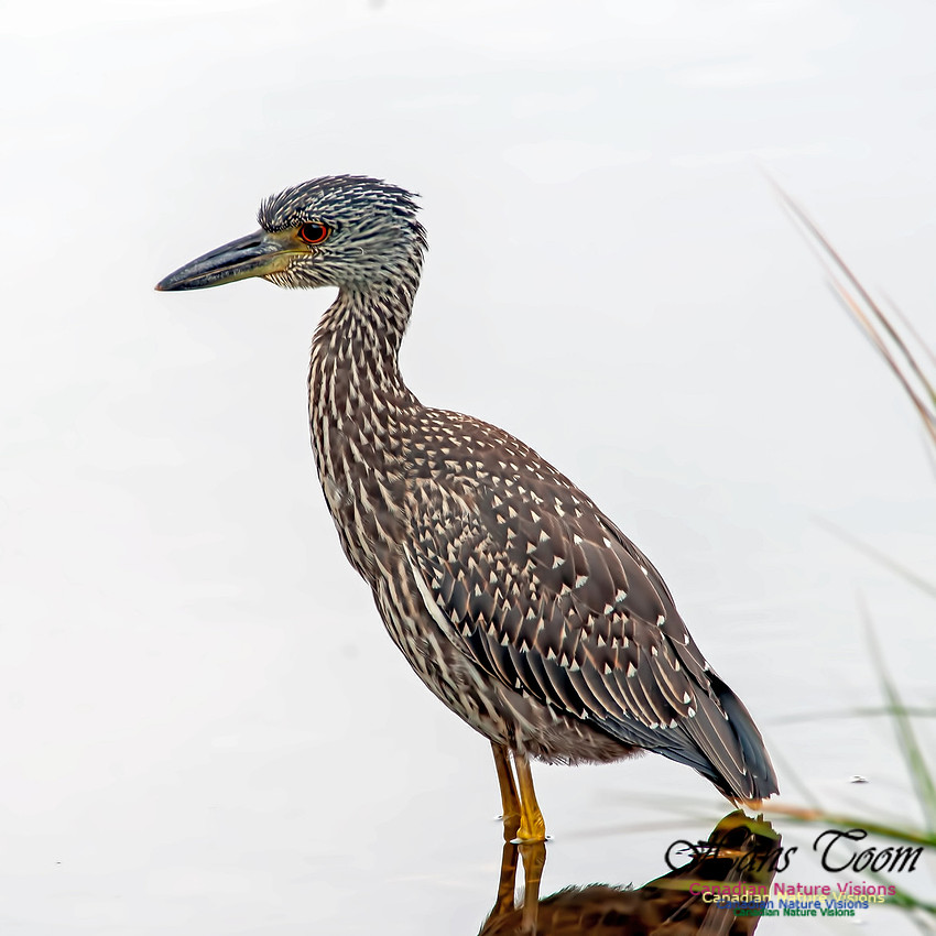 Yellow-crowned Night Heron B9