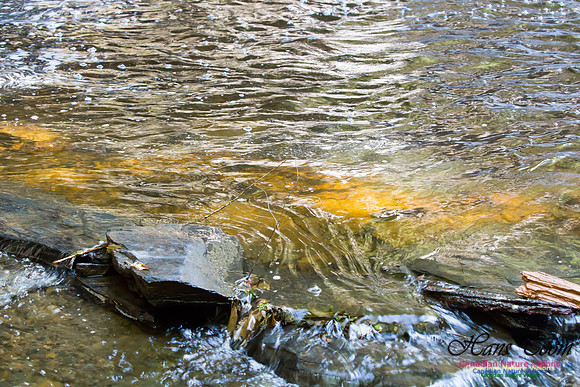 Moving Water 9