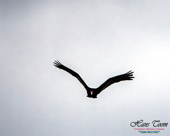 Turkey Vulture 106