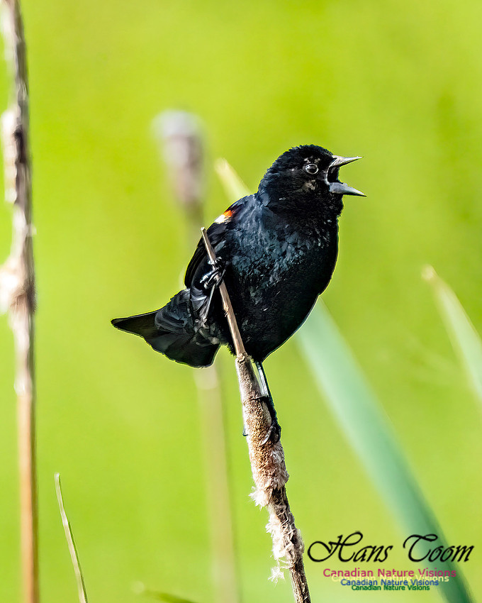 Red-winged Blackbird 100