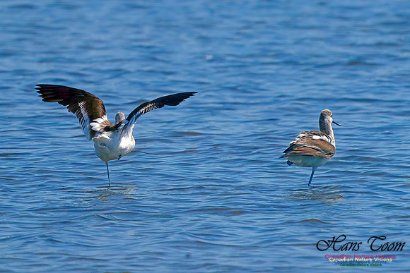American Avocet 207