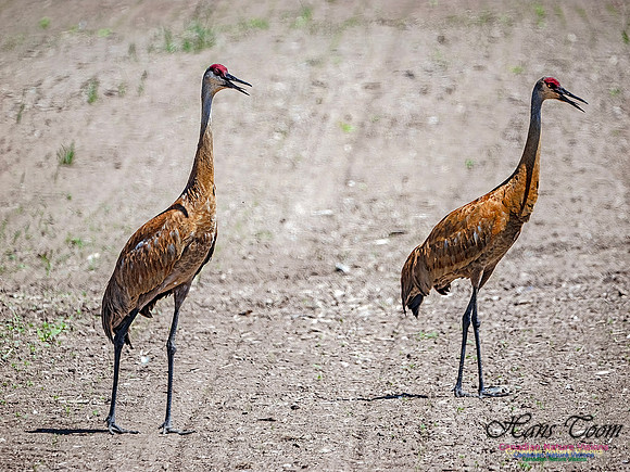 Sandhill Cranes 712