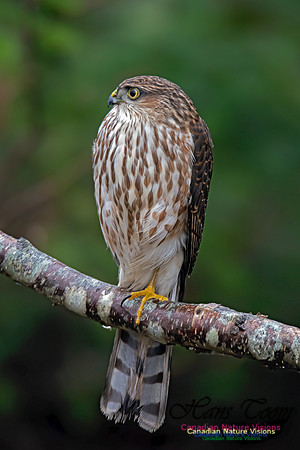 Sharp-shinned Hawk 14