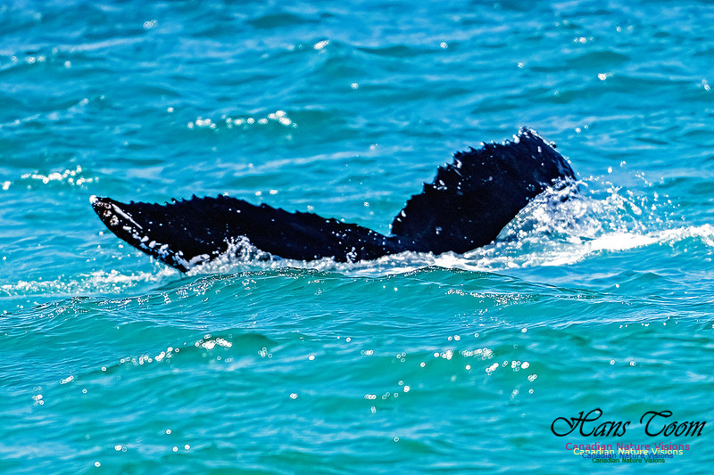 St. Vincent Whales and Gannets 104