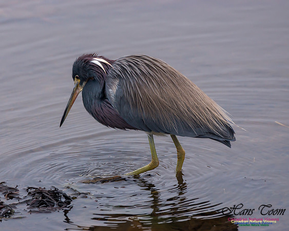 Tricoloured Heron 47