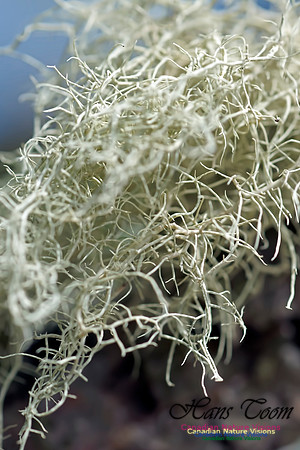 Usnea