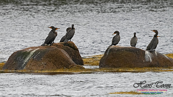Double Crested Cormorant 100