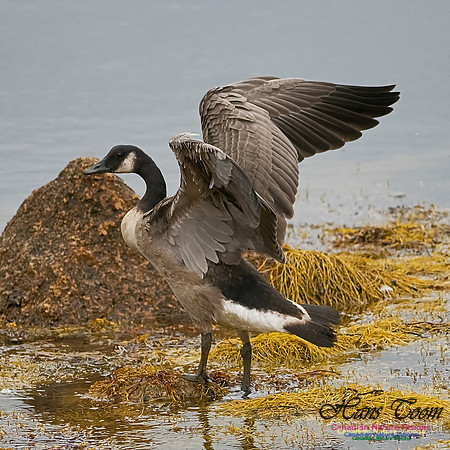 Canada Goose 100