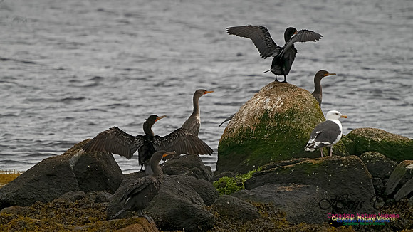 Double Crested Cormorant 101