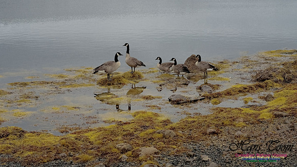 Canada Goose 101