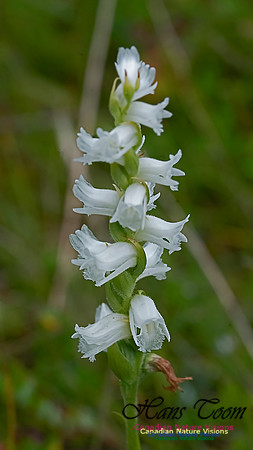 Yellow Ladies Tresses Orchid 100