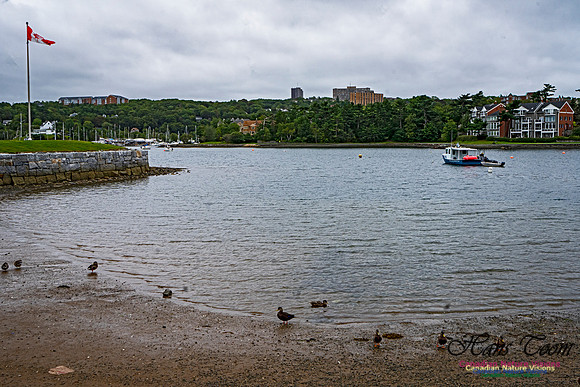 Head of Northwest Arm 104
