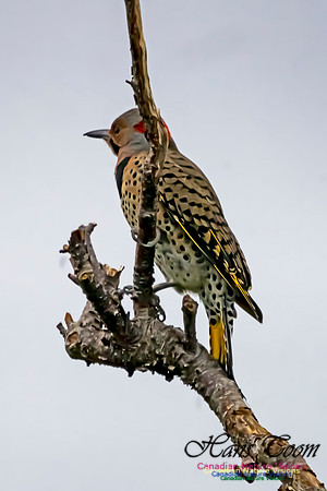 Northern Flicker 100