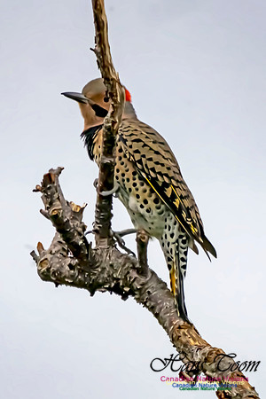 Northern Flicker 101