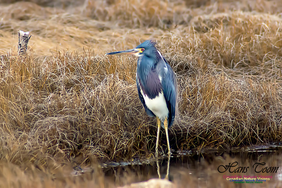 Tricoloured Heron 12