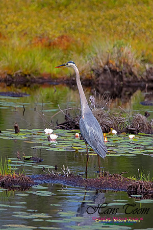 Great Blue Heron 202