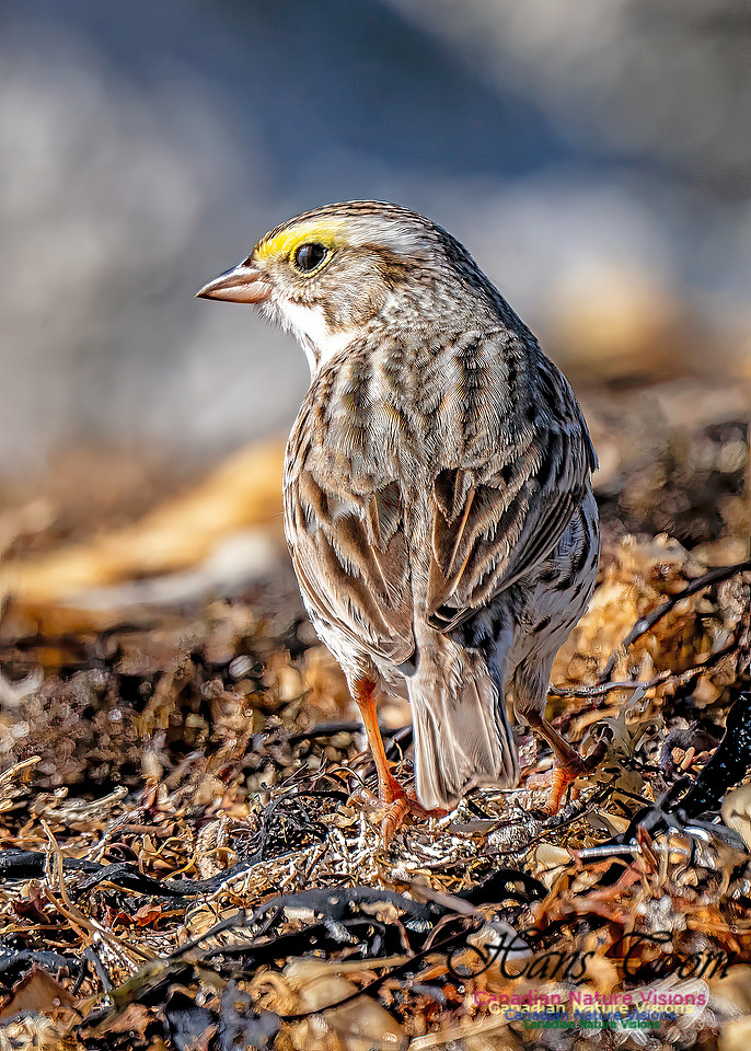 Ipswich Sparrow 707