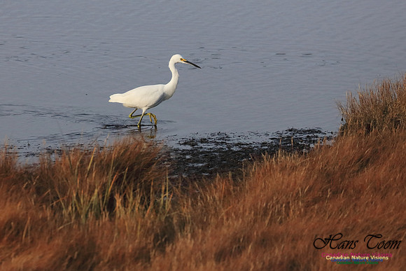 Snowy Egret 1004