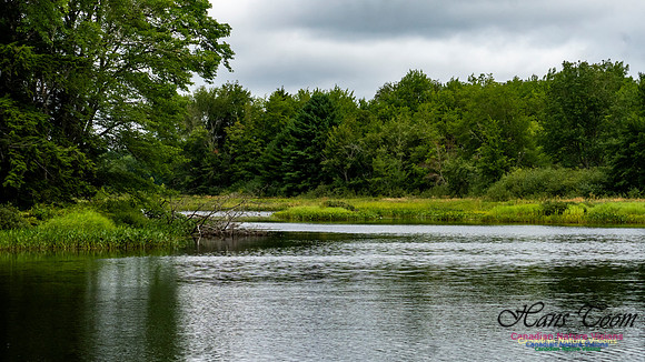 Woodland Walk Along Mersey River 116