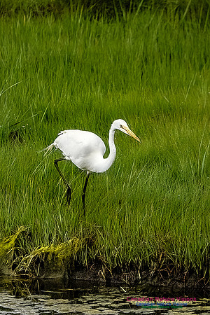 Great Egret 417