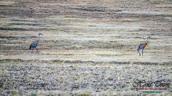 Sandhill Crane 800