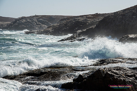 Eastern Head Gale