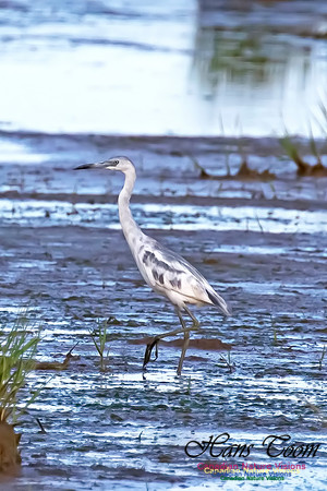 Little Blue Heron 116