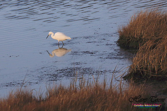 Snowy Egret 1001
