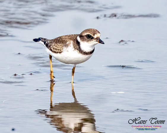Semipalmated Plover 360