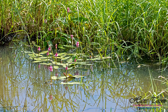 Water Flower 1
