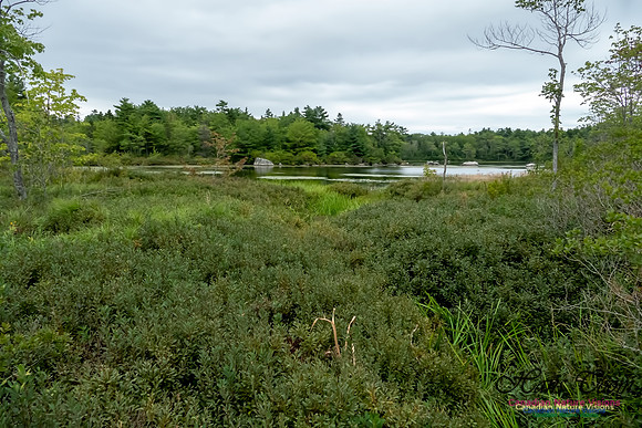 Wetland 1