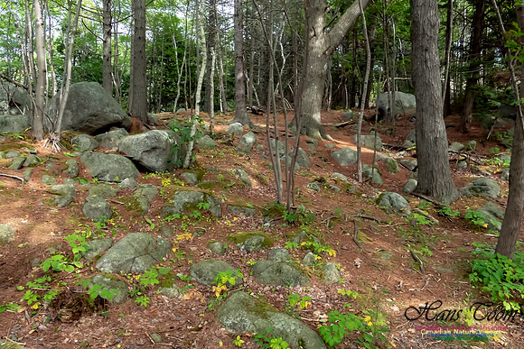 Woodland 1