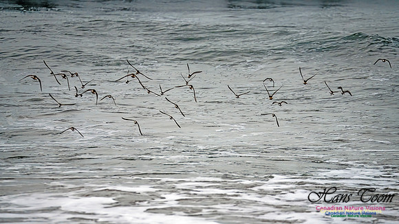 Shorebirds of Hurricane Erin 128