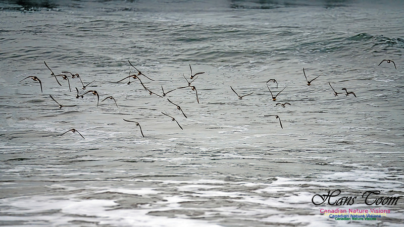 Shorebirds of Hurricane Erin 128
