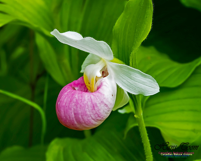 Showy Lady's Slipper Orchid 108