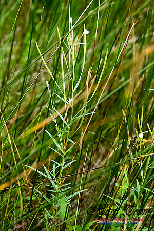 Willow Herb(Epilobium sp., possibly E. ciliatum, Fringed Willow Herb)